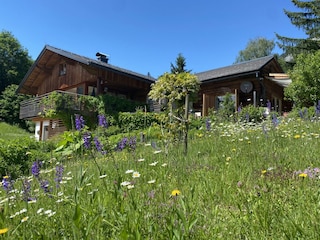 Die Wildrose im Frühling mit Naturwiese