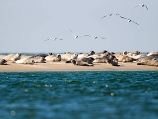 Apartamento Fanø Bad  9