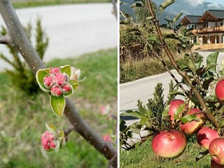 23 Malvasia Apart_Stumm_Zillertal_Junge Kronprinz