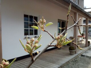 20 Malvasia Apart_Stumm_Zillertal_Birnenblüte