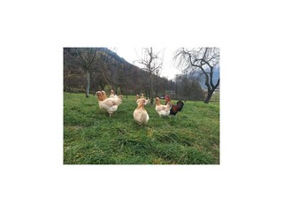 Vakantiehuis Uderns Buitenaudio-opname 6