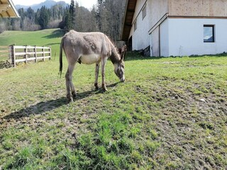 Ferienhaus Uderns Außenaufnahme 7