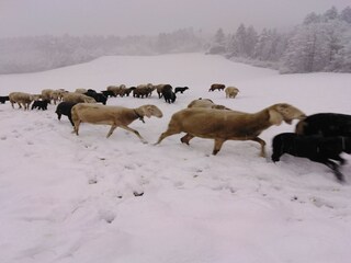 Maison de vacances Uderns Enregistrement extérieur 15