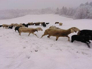 Vakantiehuis Uderns Buitenaudio-opname 12