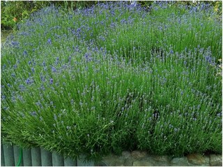 Casa per le vacanze Zinnowitz Registrazione all'aperto 7