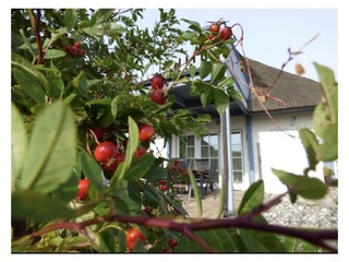 Casa de vacaciones Zinnowitz Grabación al aire libre 8