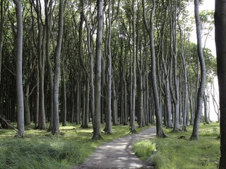 Gespensterwald