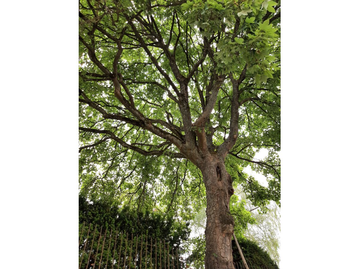 Schattenspendender Baum im Hof