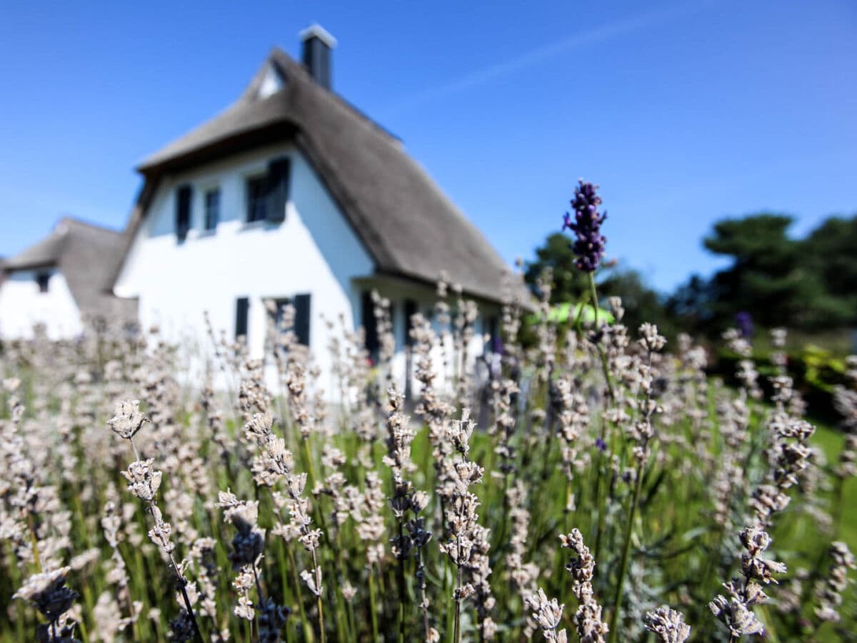 Romantisch eingefriedet in Lavendel