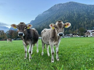Nachbars Kühe vorm  Grünstein