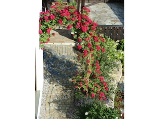 Gartenansicht mit blühendem Rosenbogen