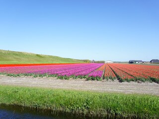 Blumenfelder