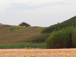 Tulpen und Dünen Julianadorp