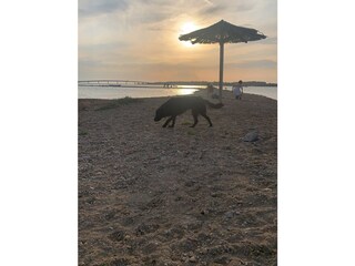 Dog Beach