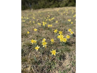 Wilde Narzissen im Fuhrtsbachtal