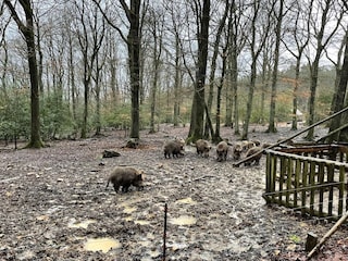 Schwarzwildgehege Roetgen