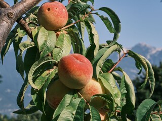 Appartamento per vacanze Tremosine sul Garda Registrazione all'aperto 12
