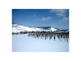 Weinberge im Schnee