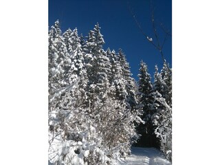 Spazierweg hinter unserem Haus im Winter