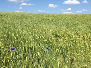 Sommer Kornblumen Getreidefeld
