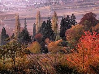 Bad Dürkheimer Herbst