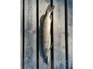 Fischen direkt vom Grundstück aus