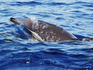 Villa Ponta do Pargo Ambiente 30