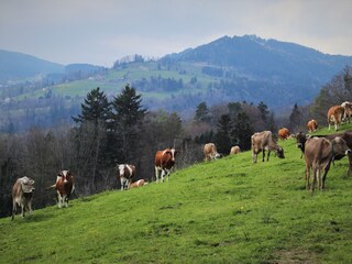 Die Bergwiesen des Sauerlandes