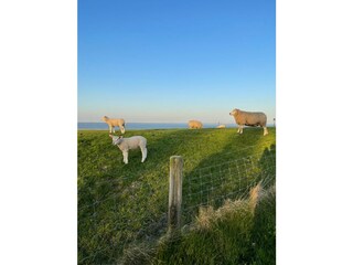 Schafherde auf dem Nordseedeich