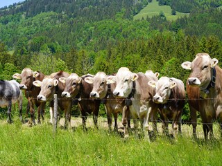 Holiday apartment Oberstaufen Environment 29