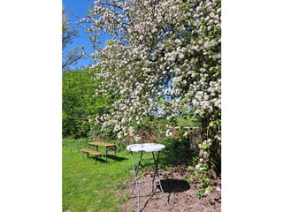 Apfelbaumblüte im hinteren Wildgarten