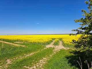 Rapsfelder im Deichvorland