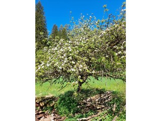 Apfelblüte im Klumpertal