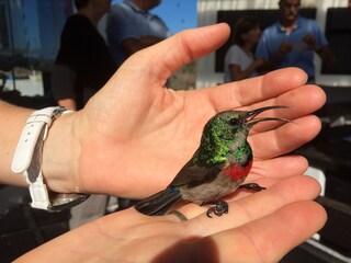 Vogelbeobachtung ganz nah bei