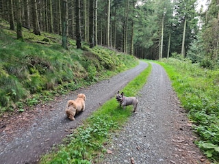Hunde lieben die Walderkundungstouren