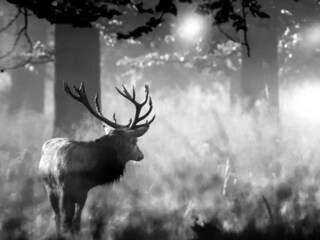 Vakantiehuis La Roche-en-Ardenne Omgeving 31