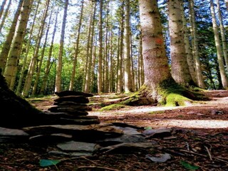 Vakantiehuis La Roche-en-Ardenne Omgeving 17