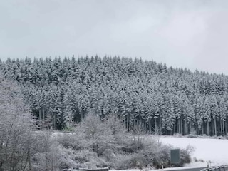 winterlicher Wald in Wallenborn