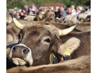 Holiday apartment Bad Hindelang Environment 27