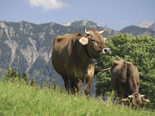 Holiday apartment Bad Hindelang Environment 25