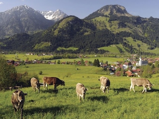Wiesen hinter dem Haus