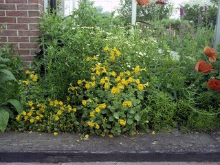 Appartamento per vacanze Sint Maartenszee Registrazione all'aperto 12