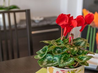 Appartement Alcudia Kenmerken 13