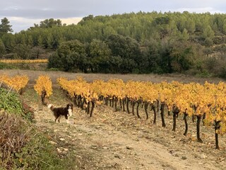 Casa per le vacanze Armissan Ambiente 35