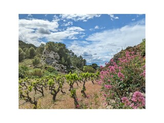 Casa per le vacanze Armissan Ambiente 36