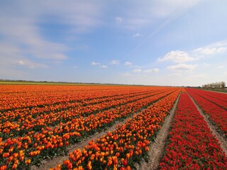 Casa per le vacanze Julianadorp Ambiente 32