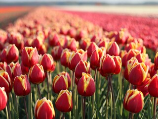 Casa per le vacanze Julianadorp Ambiente 26