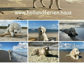 Casa per le vacanze Julianadorp Ambiente 31