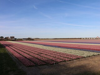 Casa per le vacanze Julianadorp Ambiente 25