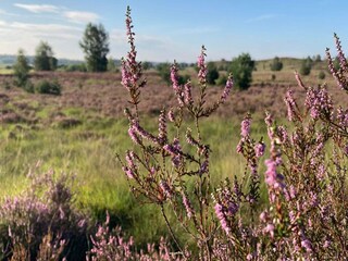 Vakantiehuis Lemele Omgeving 35